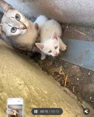 Tre gattini bianchi per compagnia