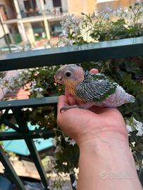 Caicco testa arancio