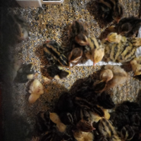 Pulcini di quaglie jumbo e cinesi