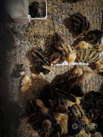 Pulcini di quaglie jumbo e cinesi