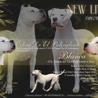 Cuccioli di Dogo Argentino