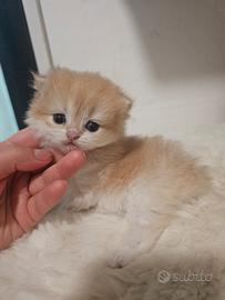 Meravigliosa femmina british Longhair golden shell