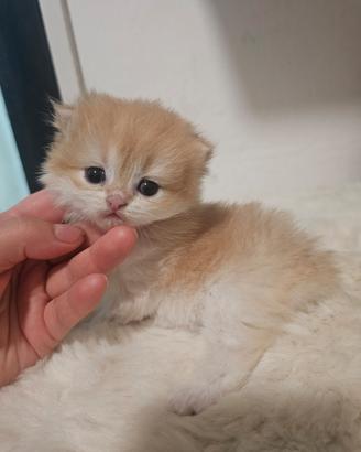Meravigliosa femmina british Longhair golden shell