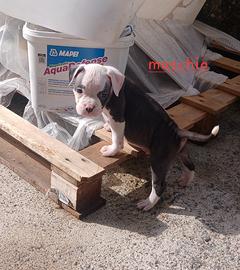 Amstaff terrier