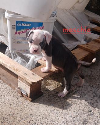 Amstaff terrier