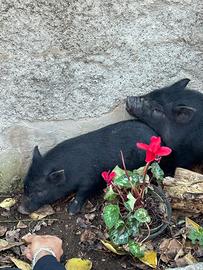 Maialini thailandesi