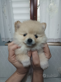 Cuccioli Spritz Volpino di Pomerania