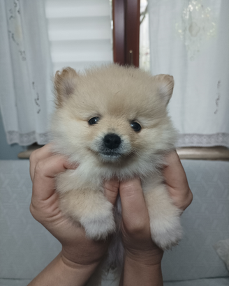 Cuccioli Spritz Volpino di Pomerania