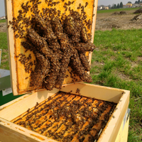 Nuclei Api Apicoltura