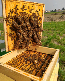 Nuclei Api Apicoltura