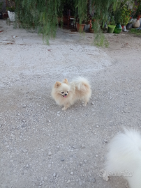 Spitz di Pomerania beige per accoppiamento
