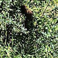 Sciami e nuclei d'api