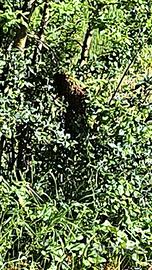 Sciami e nuclei d'api