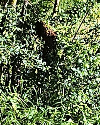 Sciami e nuclei d'api