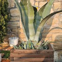 AGAVE AMERICANA
