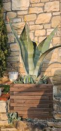 AGAVE AMERICANA
