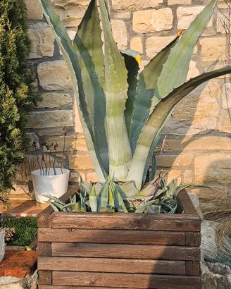 AGAVE AMERICANA