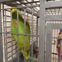 Amazzoni oratrix magna