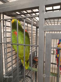 Amazzoni oratrix magna