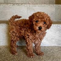 Barboncini con pedigree Enci e test genetici