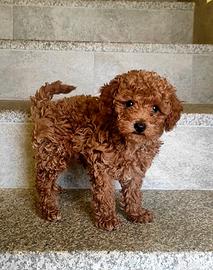 Barboncini con pedigree Enci e test genetici