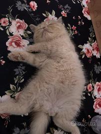 Cucciola di persia esotic shorthair