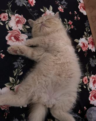 Cucciola di persia esotic shorthair