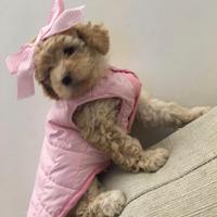 Piccola cucciola barboncino toy-nanetta