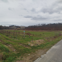 TERRENO AGRICOLO 10.010 mq; vigneto e seminativo