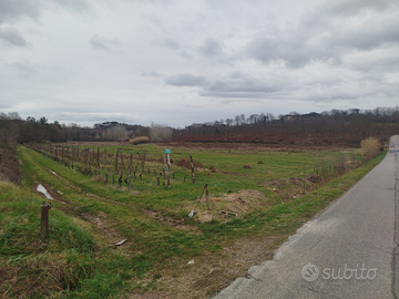 TERRENO AGRICOLO 10.010 mq; vigneto e seminativo