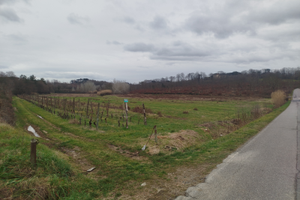 TERRENO AGRICOLO 10.010 mq; vigneto e seminativo