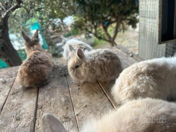 Conigli nani testa di leone