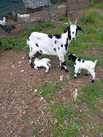 1 Capra + 2 caprette