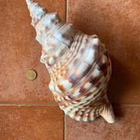 CONCHIGLIA DI TRITONE - VINTAGE STUFF