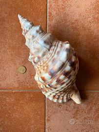 CONCHIGLIA DI TRITONE - VINTAGE STUFF