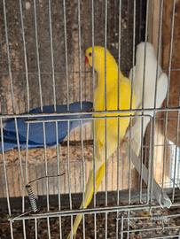 parrocchetti 