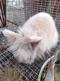 Coniglio ariete nano con libretto sanitario