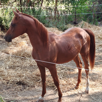 Puledro purosangue arabo