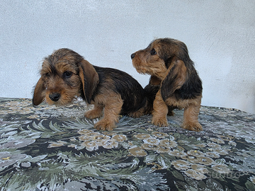 Bassotti a pelo duro cuccioli