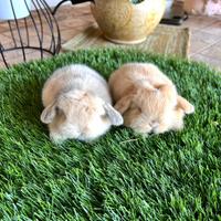 Coniglio mini lop