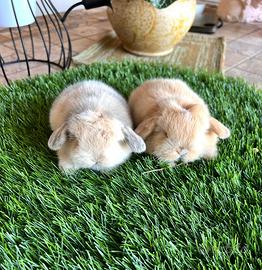Coniglio mini lop