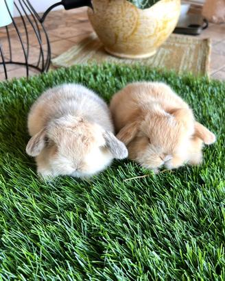 Coniglio mini lop