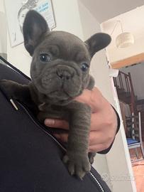 Exotic bulldog francese - linea new shade isabel