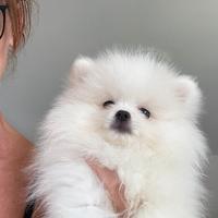 Volpino di Pomerania/ spitz tedesco Nano