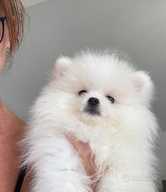 Volpino di Pomerania/ spitz tedesco Nano