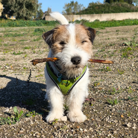 Disponibile per Monta Jack Russell terrier