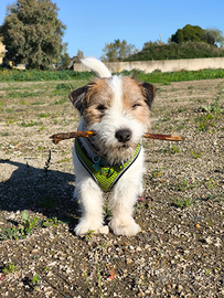Disponibile per Monta Jack Russell terrier