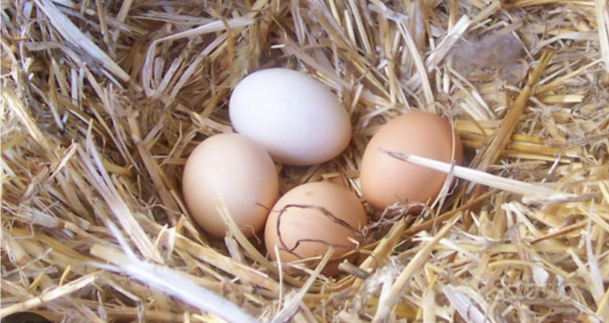 Animali Cerea Vendita e regalo cuccioli