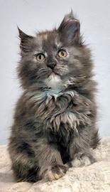 Cuccioli maine coon