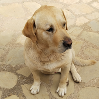 Labrador